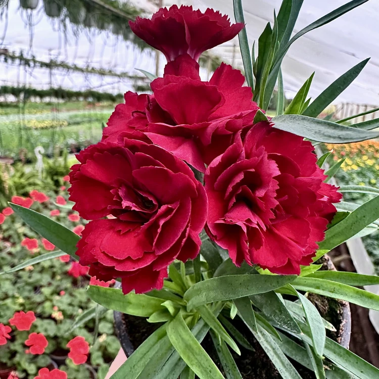 Goździk Dark Red Dianthus caryophyllus #4