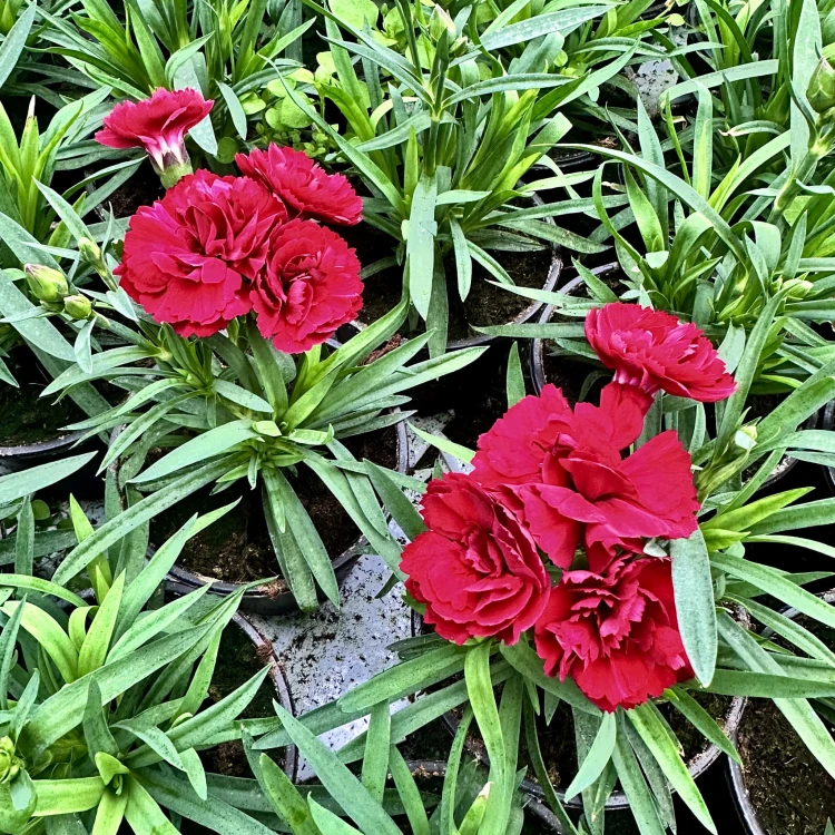 Goździk Dark Red Dianthus caryophyllus #5
