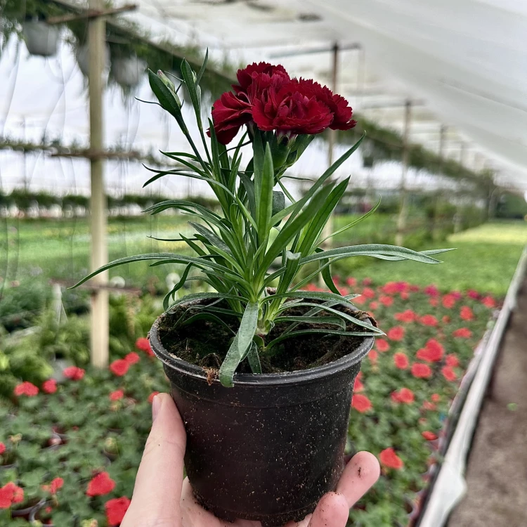 Goździk Dark Red Dianthus caryophyllus #6