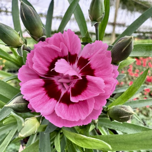 Goździk Pink Eye Dianthus caryophyllus #1