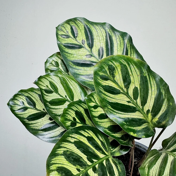 Calathea Makoyana Kalatea Makoya P12 #4