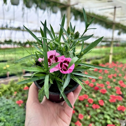 Goździk Pink Eye Dianthus caryophyllus #2