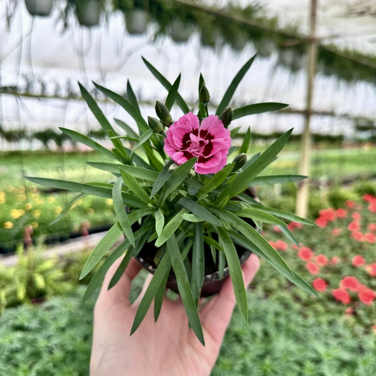 Goździk Pink Eye Dianthus caryophyllus #3