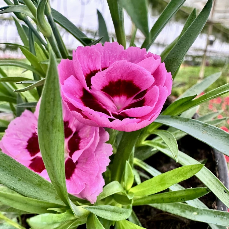 Goździk Pink Eye Dianthus caryophyllus #4