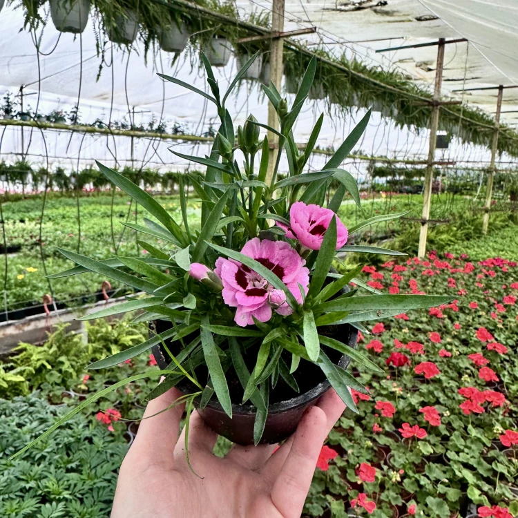 Goździk Pink Eye Dianthus caryophyllus #5