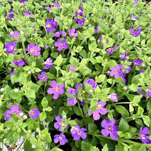 Bacopa Everest Dark Blue Bakopa #1