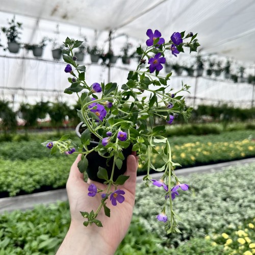 Bacopa Everest Dark Blue Bakopa #2