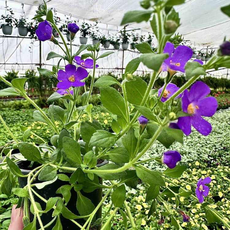 Bacopa Everest Dark Blue Bakopa #3