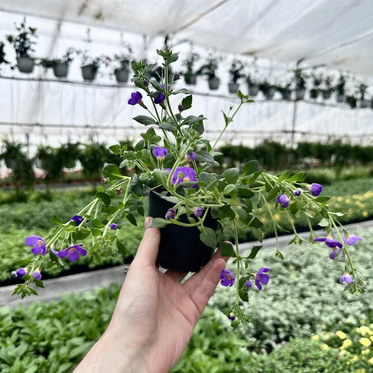 Bacopa Everest Dark Blue Bakopa #4