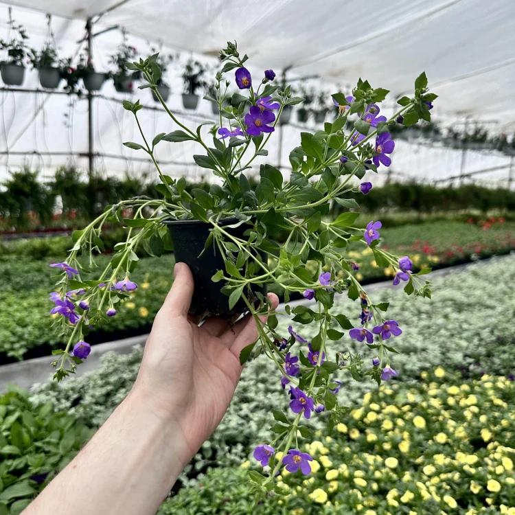 Bacopa Everest Dark Blue Bakopa #5