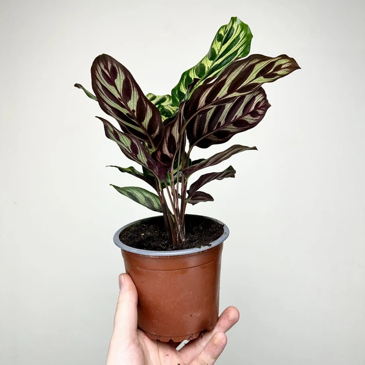 Calathea Makoyana Kalatea Makoya P12 #5
