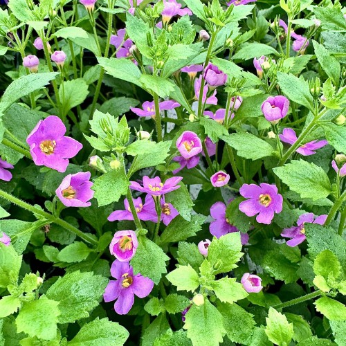 Bacopa Everest Pink Bakopa Różowa #1