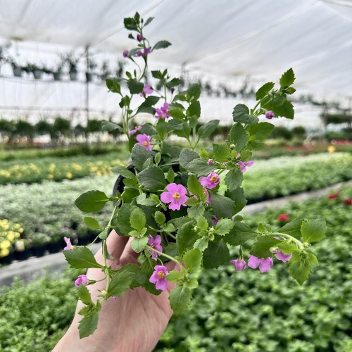 Bacopa Everest Pink Bakopa Różowa #2