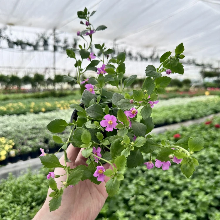 Bacopa Everest Pink Bakopa Różowa #2