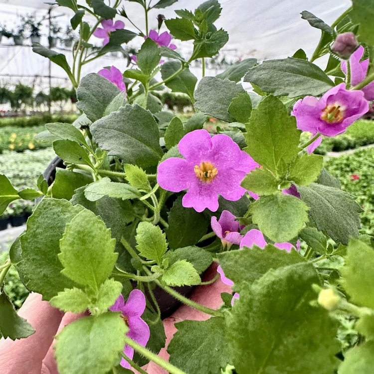 Bacopa Everest Pink Bakopa Różowa #3