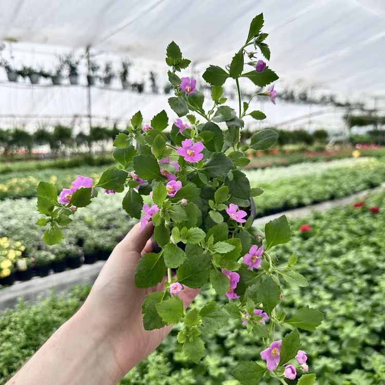 Bacopa Everest Pink Bakopa Różowa #4
