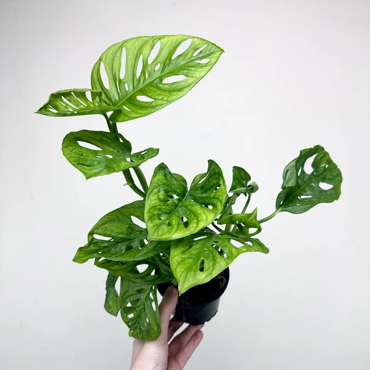 Monstera Adansonii Monkey Mask P11 #2