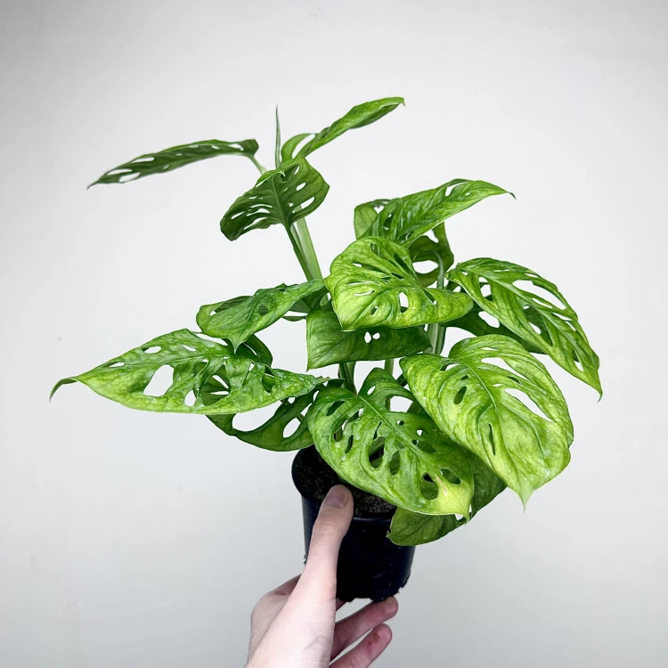 Monstera Adansonii Monkey Mask P11 #4