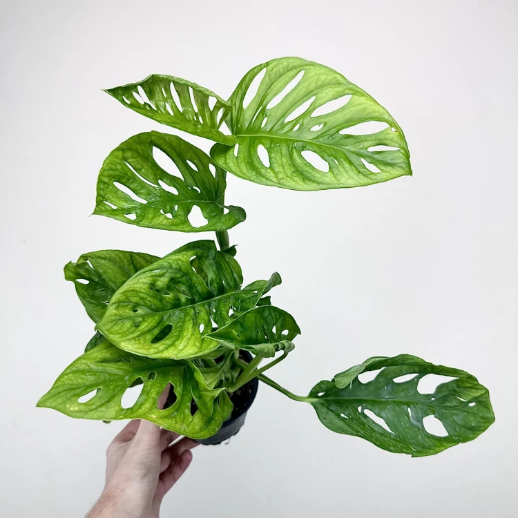 Monstera Adansonii Monkey Mask P11 #5