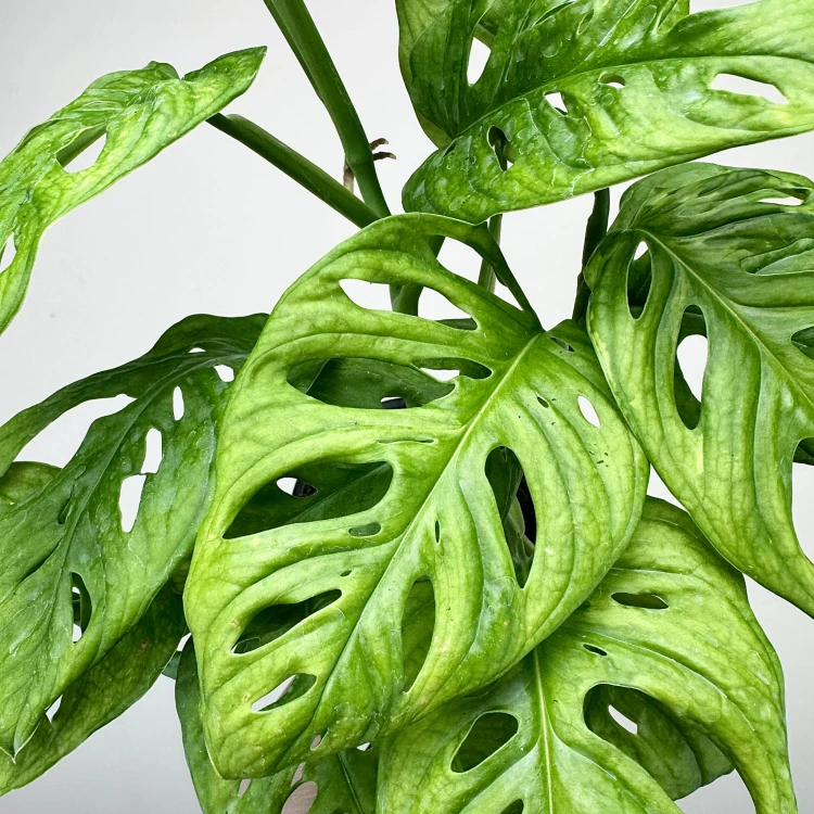 Monstera Adansonii Monkey Mask P11 #6
