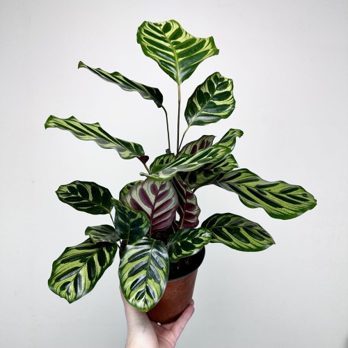 Calathea Makoyana Kalatea Makoya P14 #1