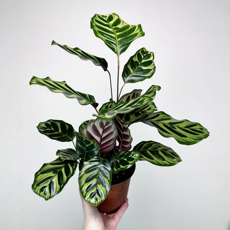 Calathea Makoyana Kalatea Makoya P14 #1