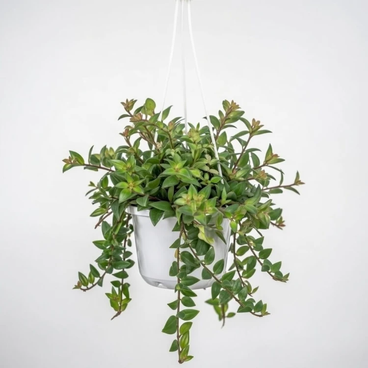 Aeschynanthus Caroline Eszynanthus P15 wisząca #1