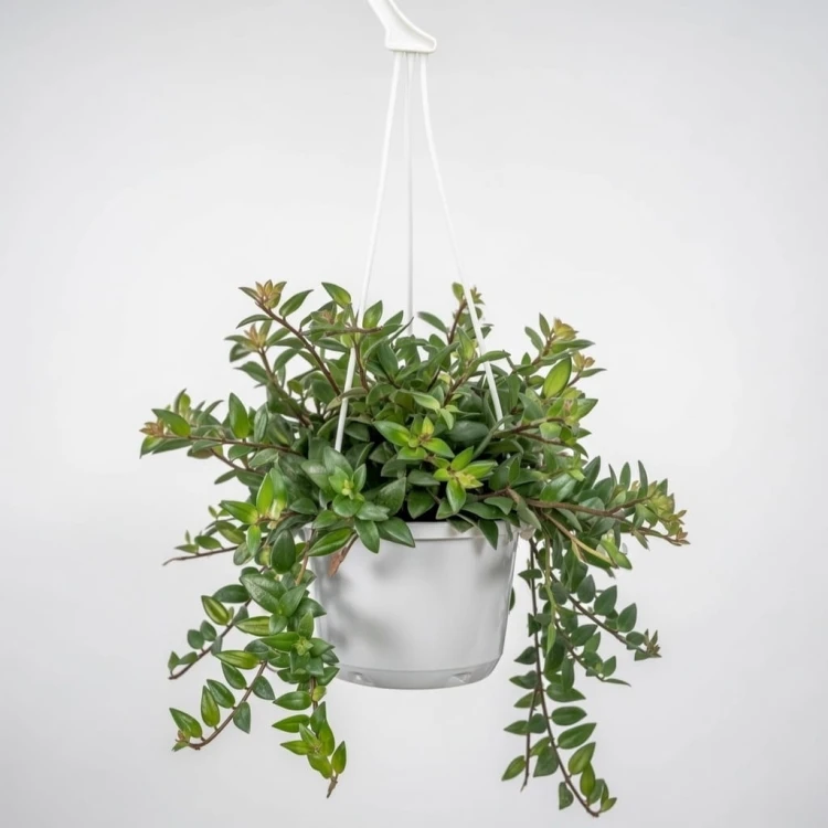 Aeschynanthus Caroline Eszynanthus P15 wisząca #2