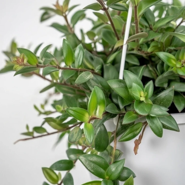 Aeschynanthus Caroline Eszynanthus P15 wisząca #3