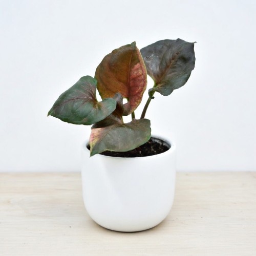 Syngonium Strawberry Ice P9 #1