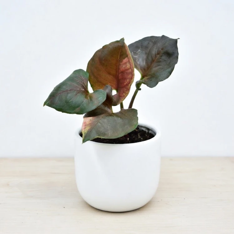 Syngonium Strawberry Ice P9 #1