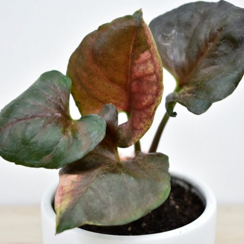Syngonium Strawberry Ice P9 #2