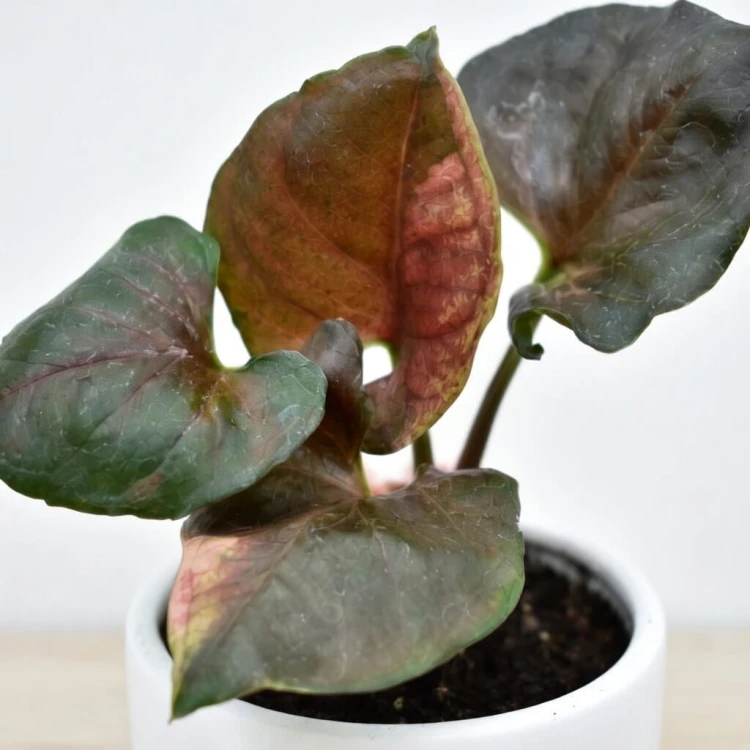 Syngonium Strawberry Ice P9 #2