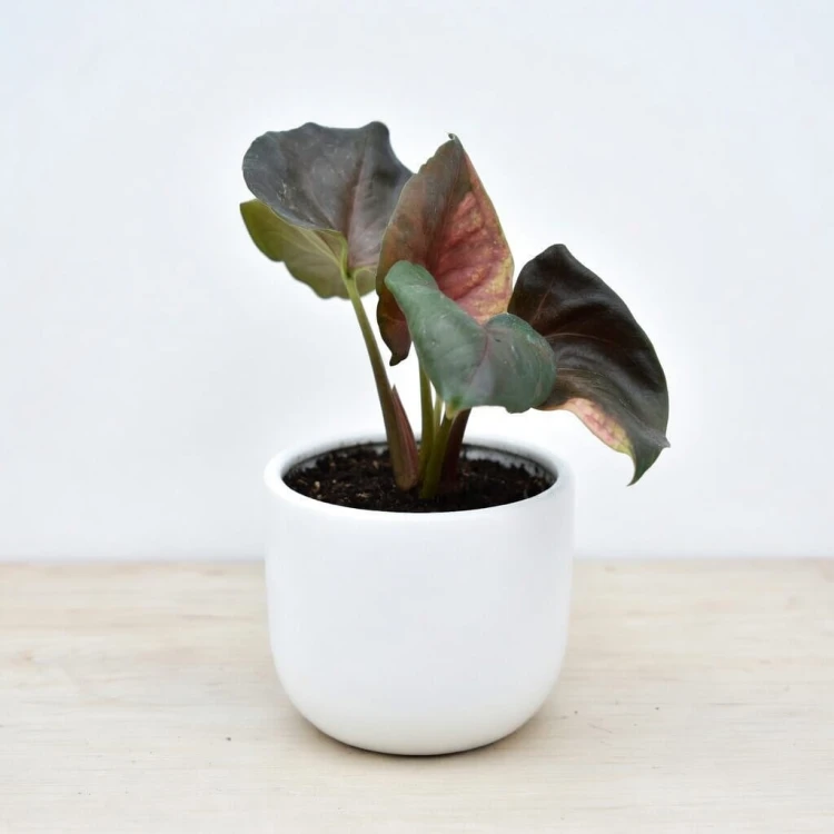 Syngonium Strawberry Ice P9 #3