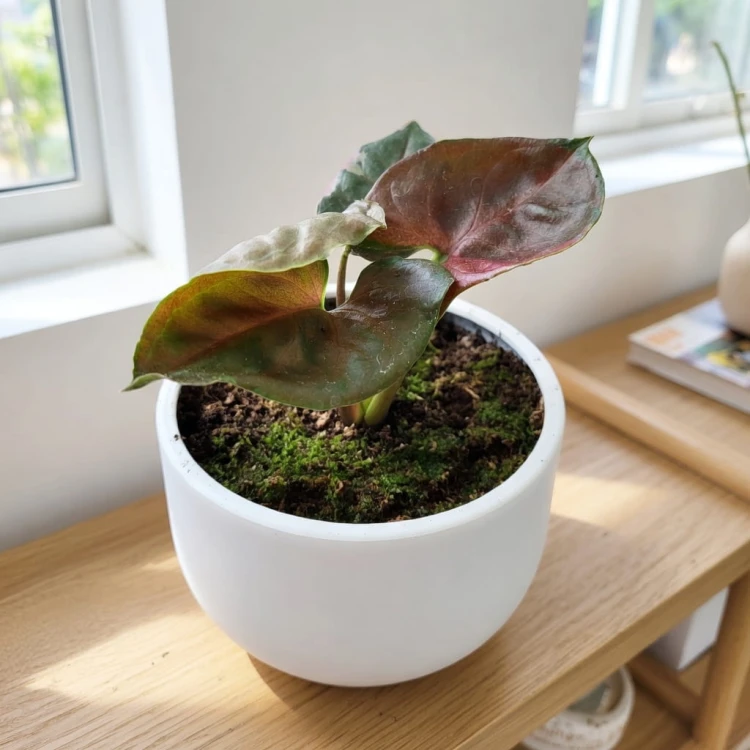 Syngonium Strawberry Ice P9 #4