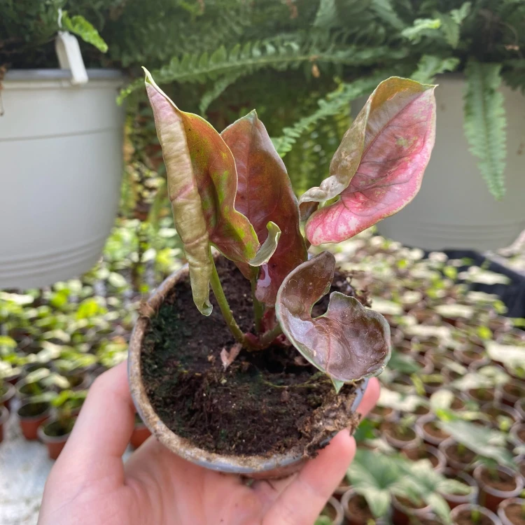 Syngonium Strawberry Ice P9 #5