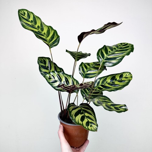 Calathea Makoyana Kalatea Makoya P14 #2
