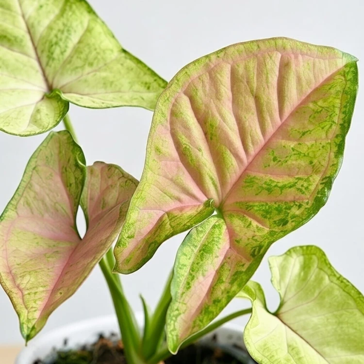 Syngonium Pink Freckles P9 #3