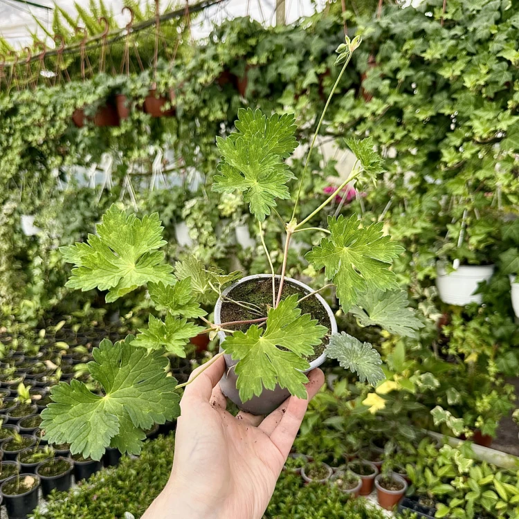 Geranium Rozanne Bodziszek Mieszańcowy #3