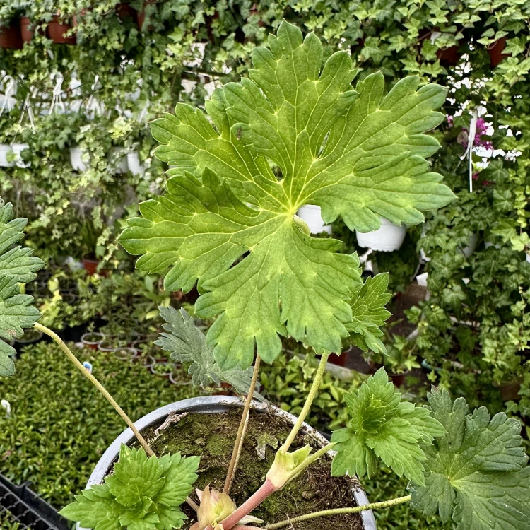 Geranium Rozanne Bodziszek Mieszańcowy #4