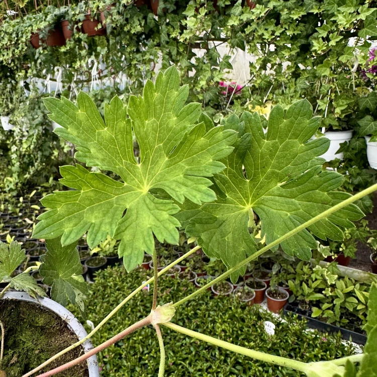 Geranium Rozanne Bodziszek Mieszańcowy #5