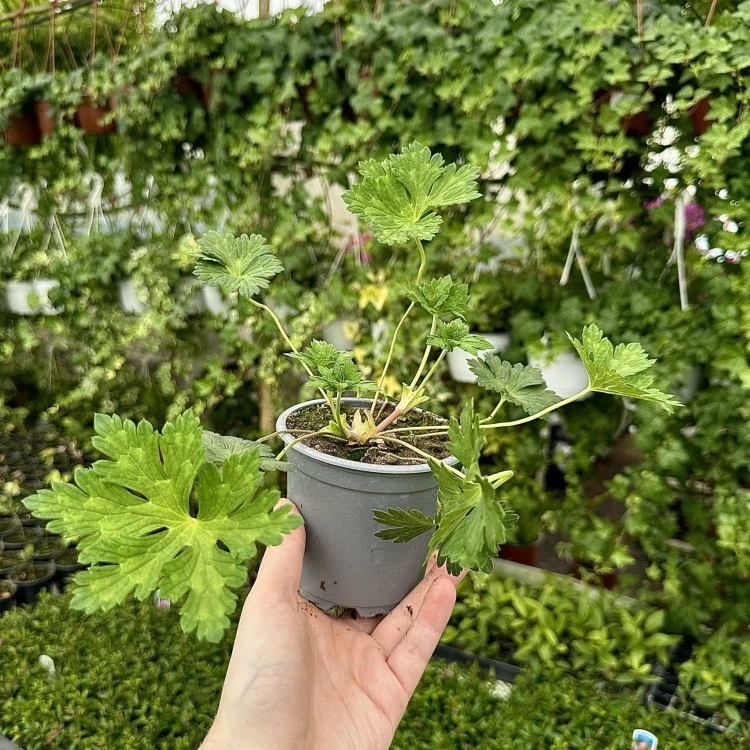Geranium Rozanne Bodziszek Mieszańcowy #6