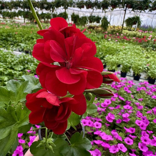 Pelargonia Allegria Early Red Czerwona pełna półzwisająca #1