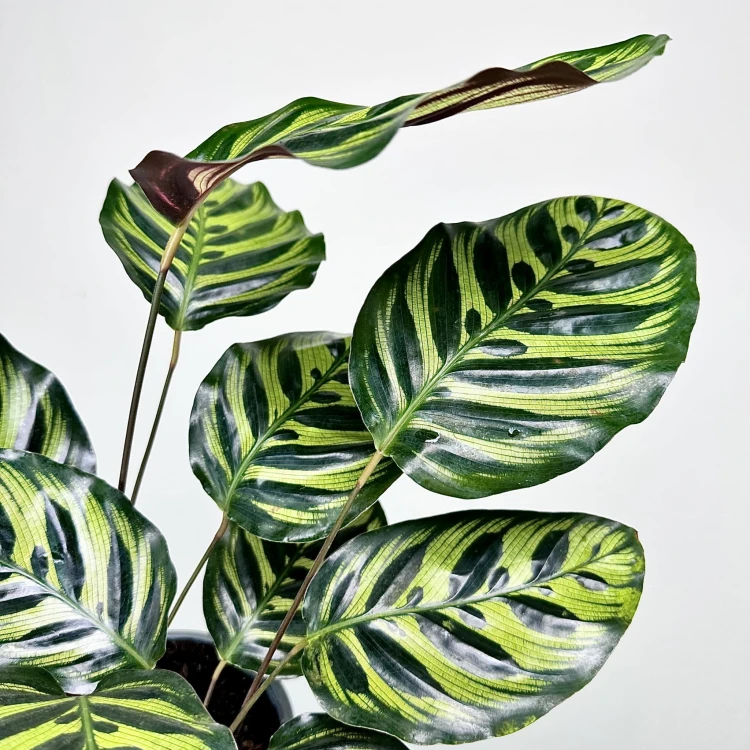 Calathea Makoyana Kalatea Makoya P14 #3