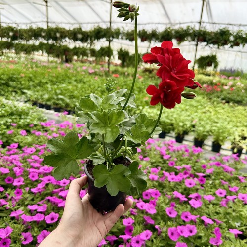 Pelargonia Allegria Early Red Czerwona pełna półzwisająca #2
