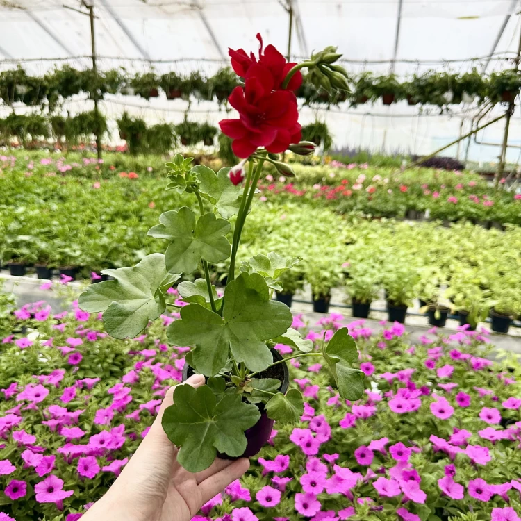 Pelargonia Allegria Early Red Czerwona pełna półzwisająca #3