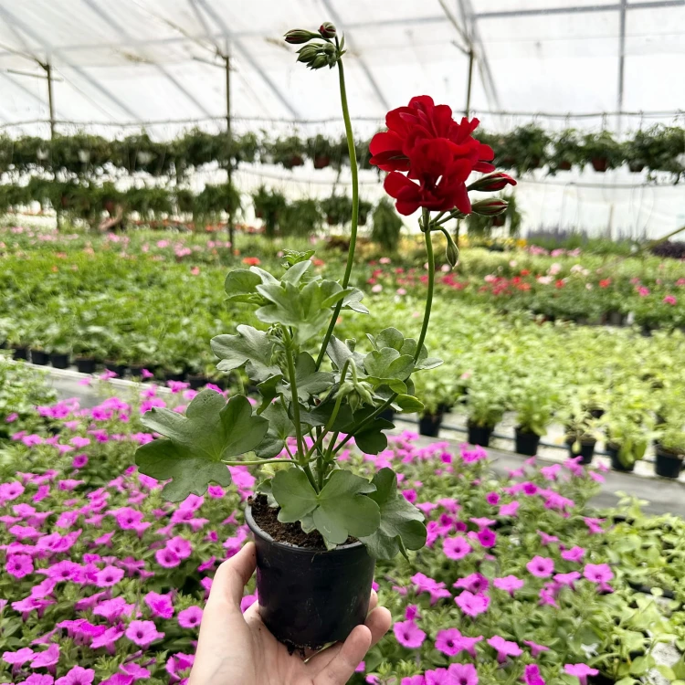 Pelargonia Allegria Early Red Czerwona pełna półzwisająca #4