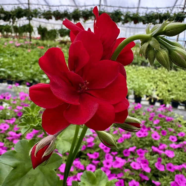 Pelargonia Allegria Early Red Czerwona pełna półzwisająca #5