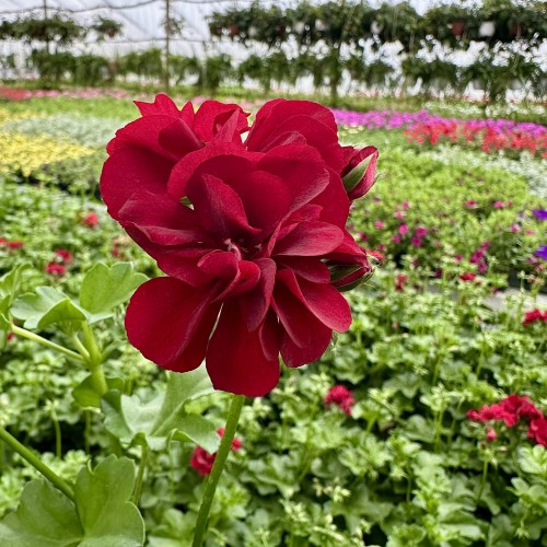 Pelargonia Sunflorix Dark Red Ciemnoczerwona pełna półzwisająca #1