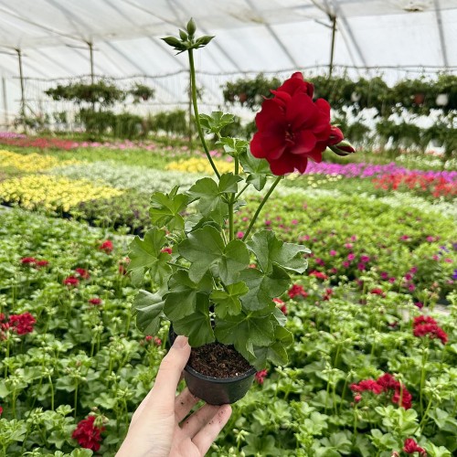 Pelargonia Sunflorix Dark Red Ciemnoczerwona pełna półzwisająca #2